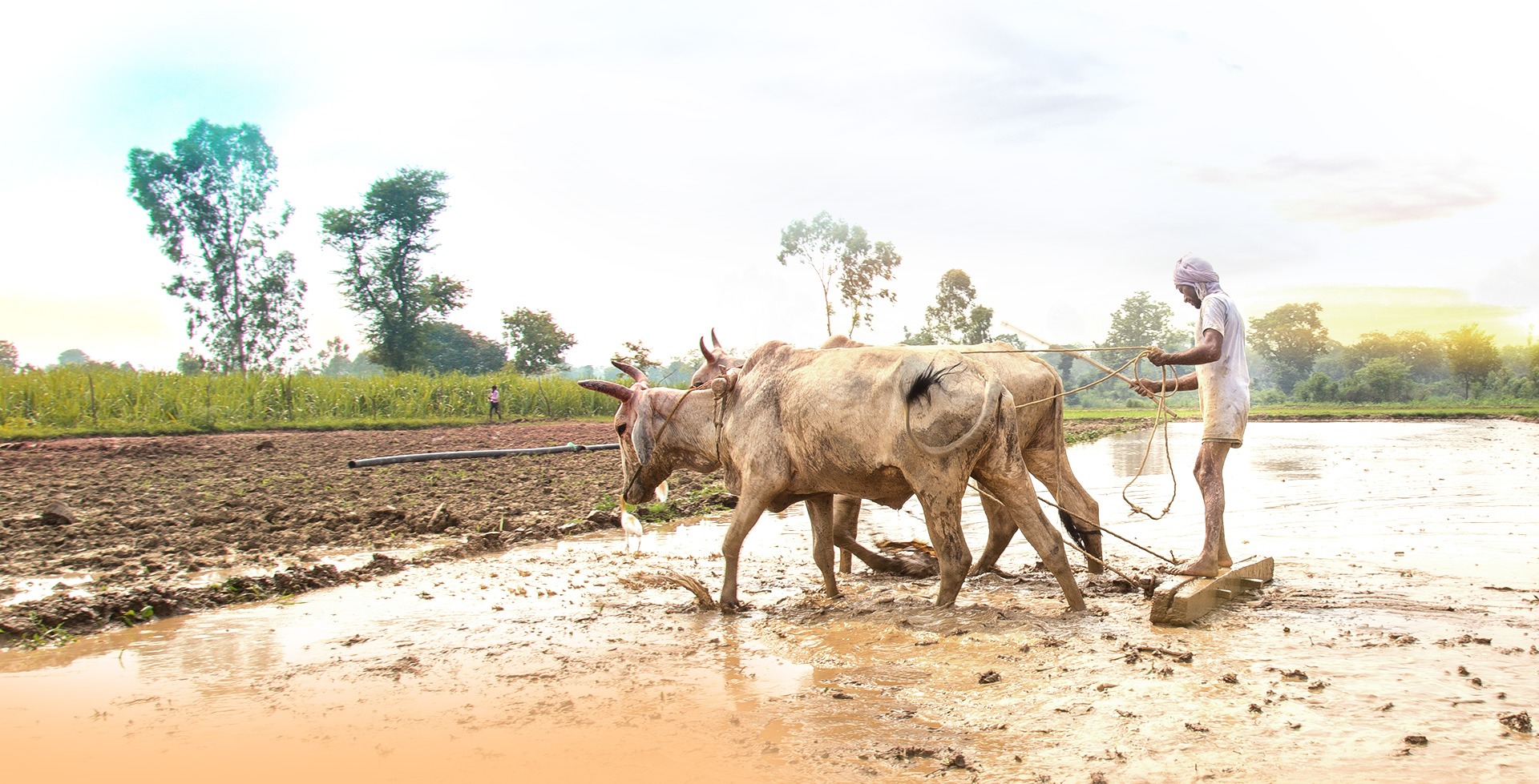 Pathways for Resilient Small Farms in South Asia